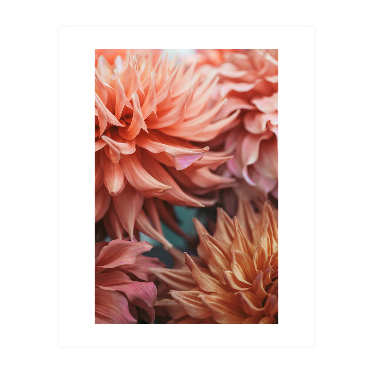 Vintage Dahlia  (Print Only)