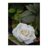 Angel Rose (Print Only) thumbnail