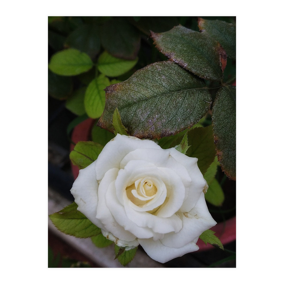 Angel Rose (Print Only)