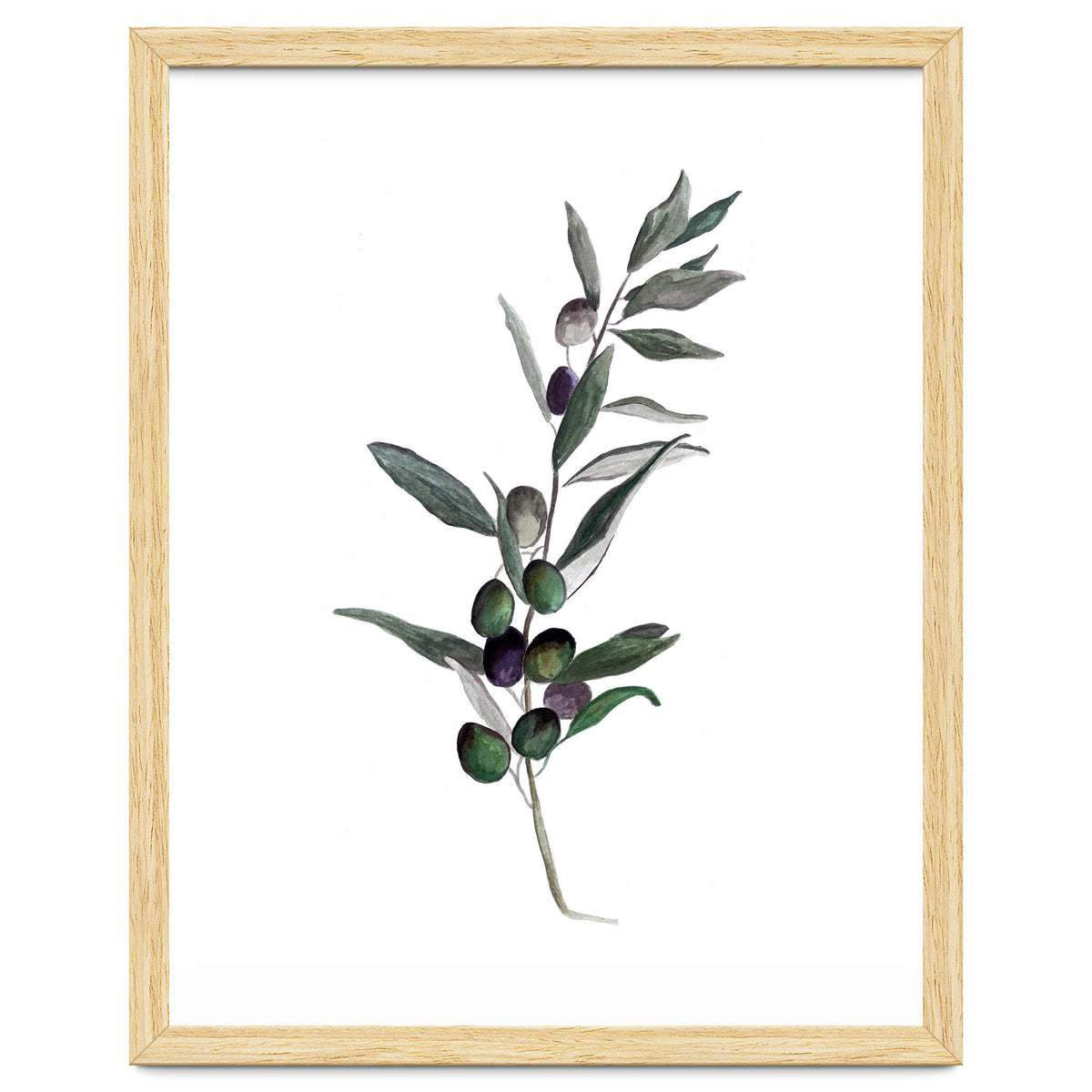 Botanical Illustration Olive