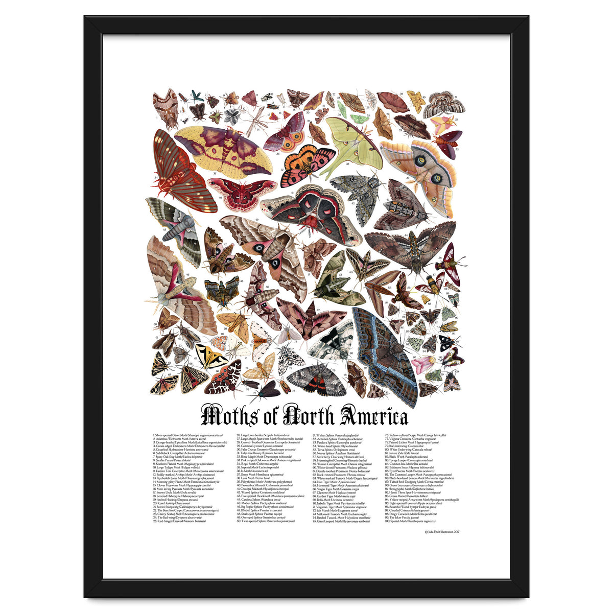 Moths of North America