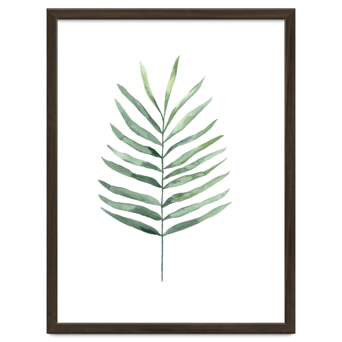 Botanical Illustration Fern