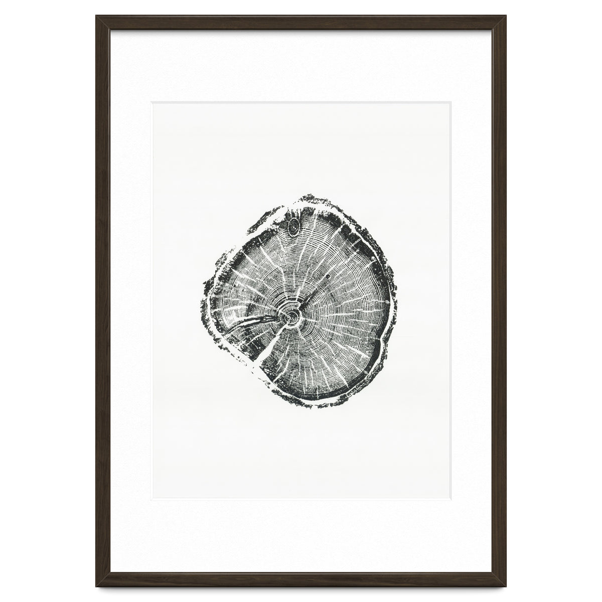 Tree Ring Print, Albion Basin, Utah, Pine Tree Print