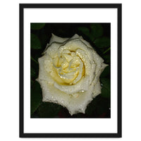Floribunda Rose