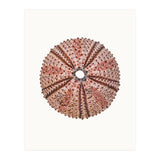 Cc Shell 04 (Print Only) thumbnail