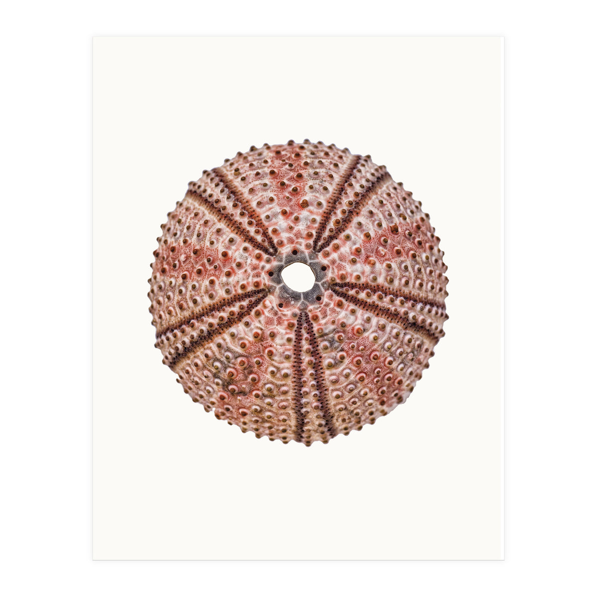 Cc Shell 04 (Print Only)