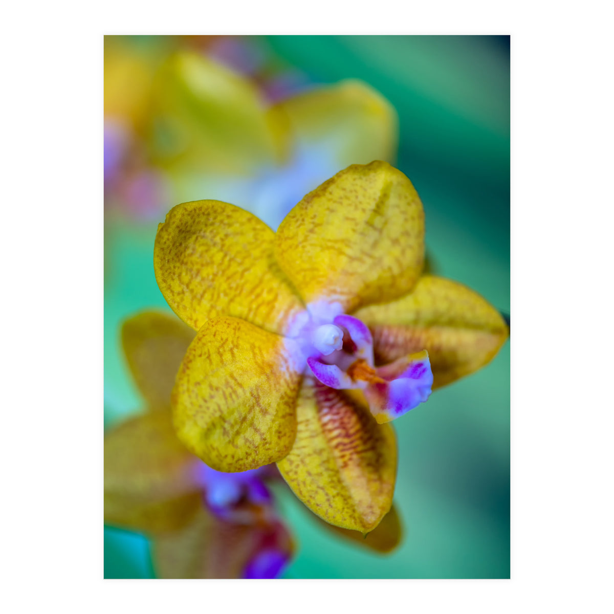 Orchidee Phalleanopsis (Print Only)