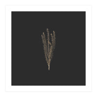 Delicate Fynbos Botanicals in Gold and Black - Square (Print Only)