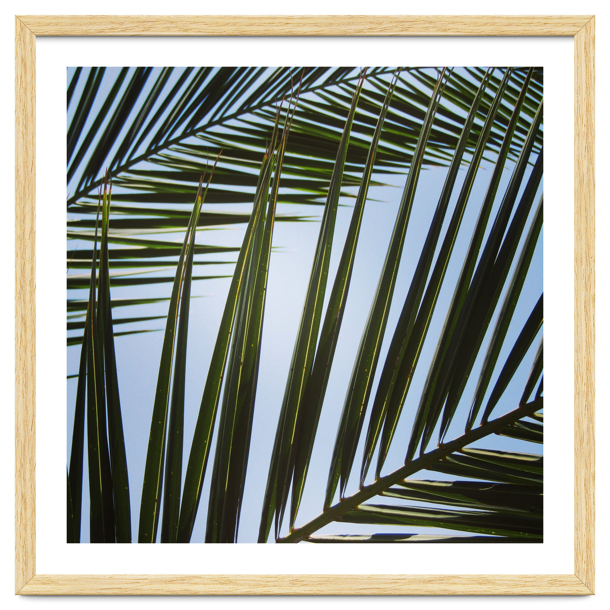 palm fronds