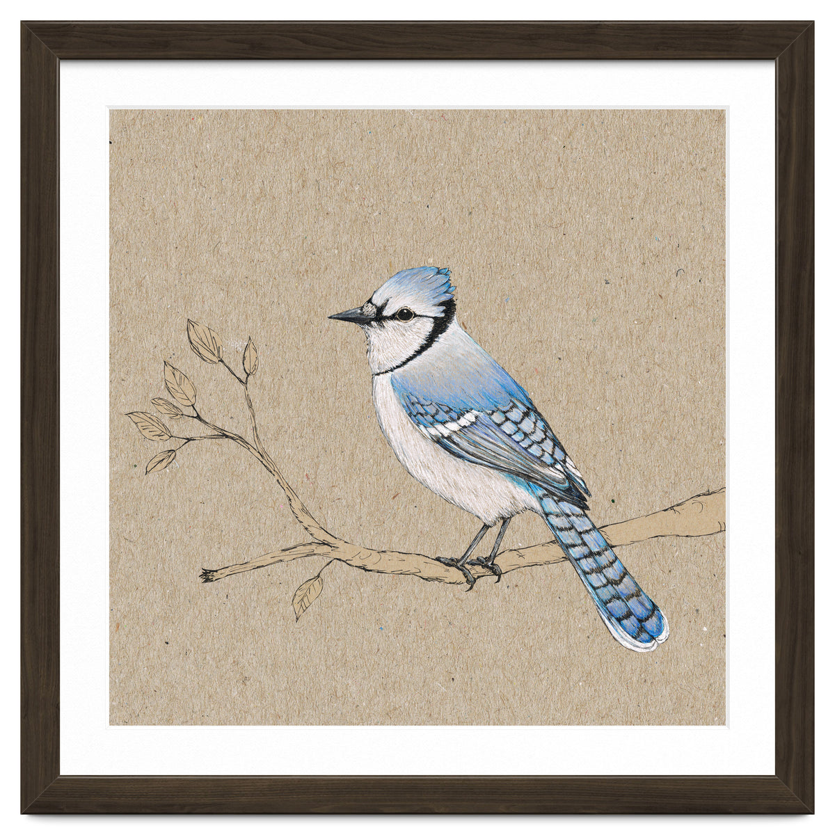 Blue jay