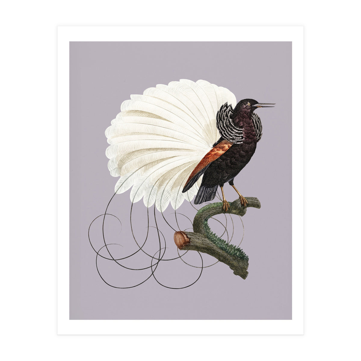 Vintage Bird Prints (Print Only)