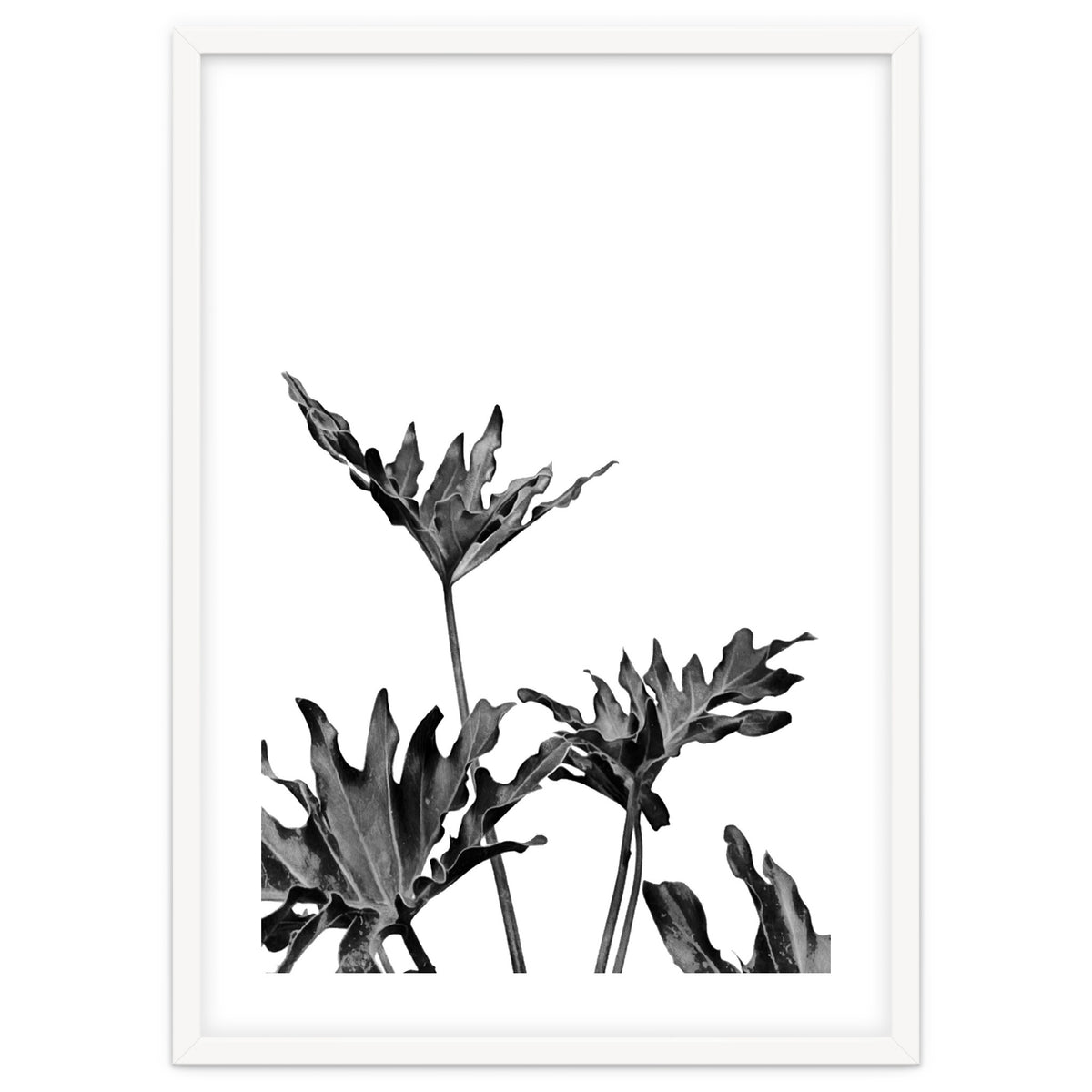 Monstera Black And White 08