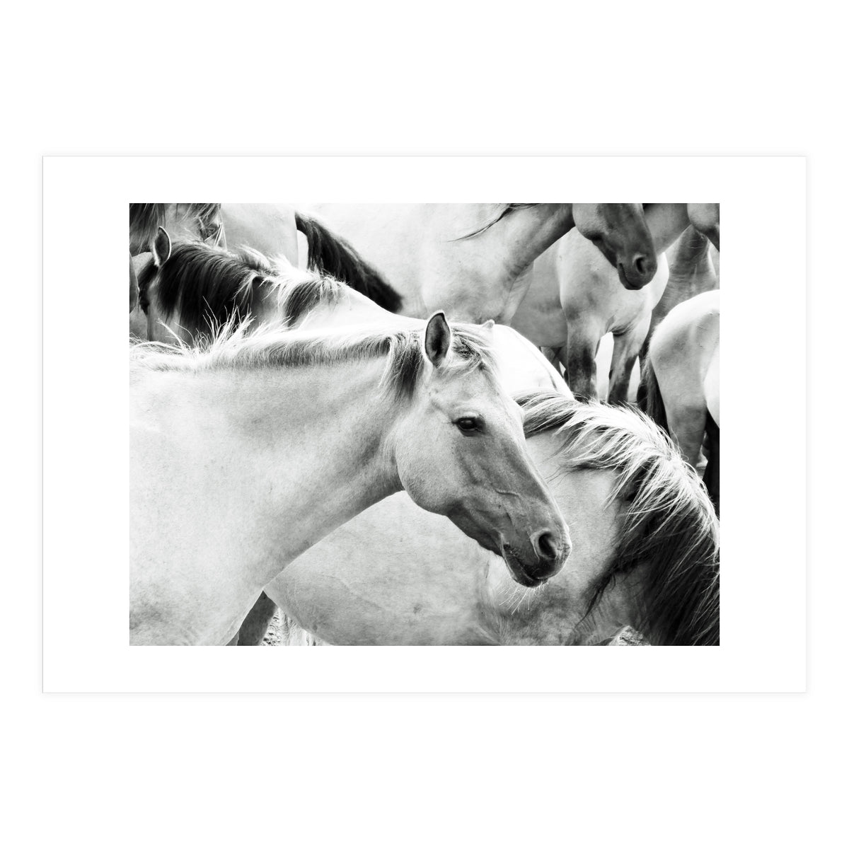 Horses (Print Only)
