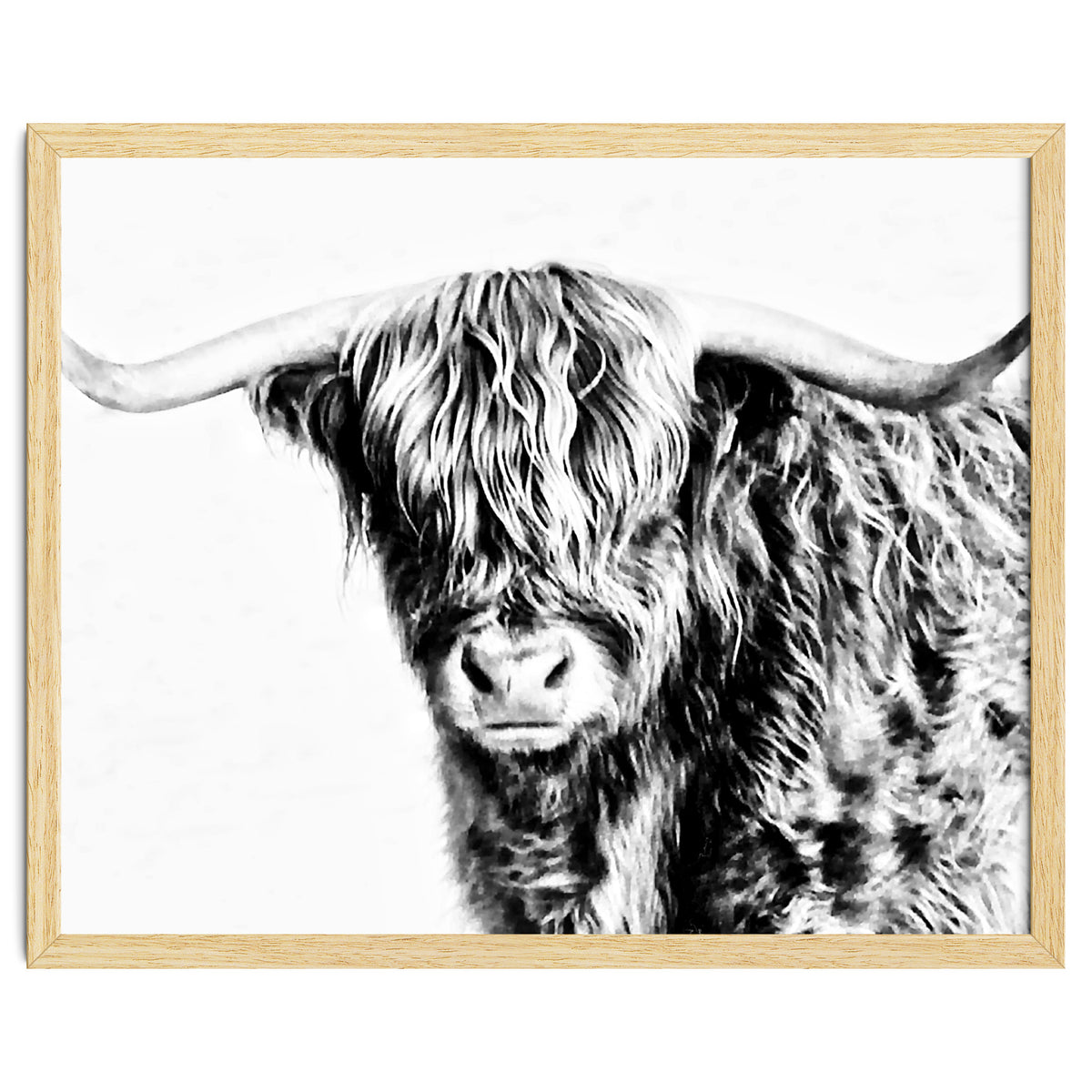 Highland bull