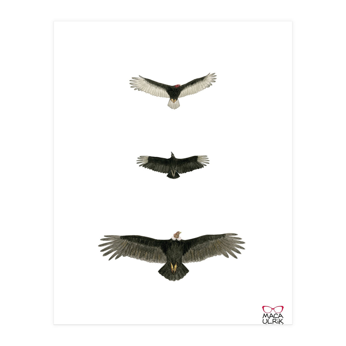 Cathartidae (Print Only)