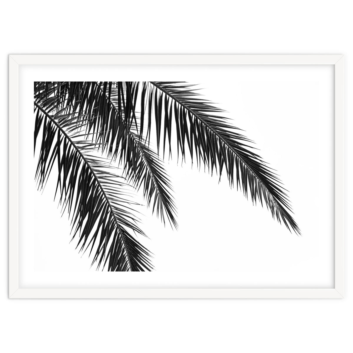 Palm Leaves