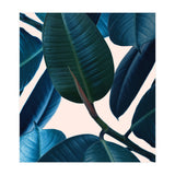 Ficus Elastica 2 (Print Only) thumbnail