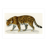 Jaguar (Panthera Onca) illustrated  (Print Only) thumbnail