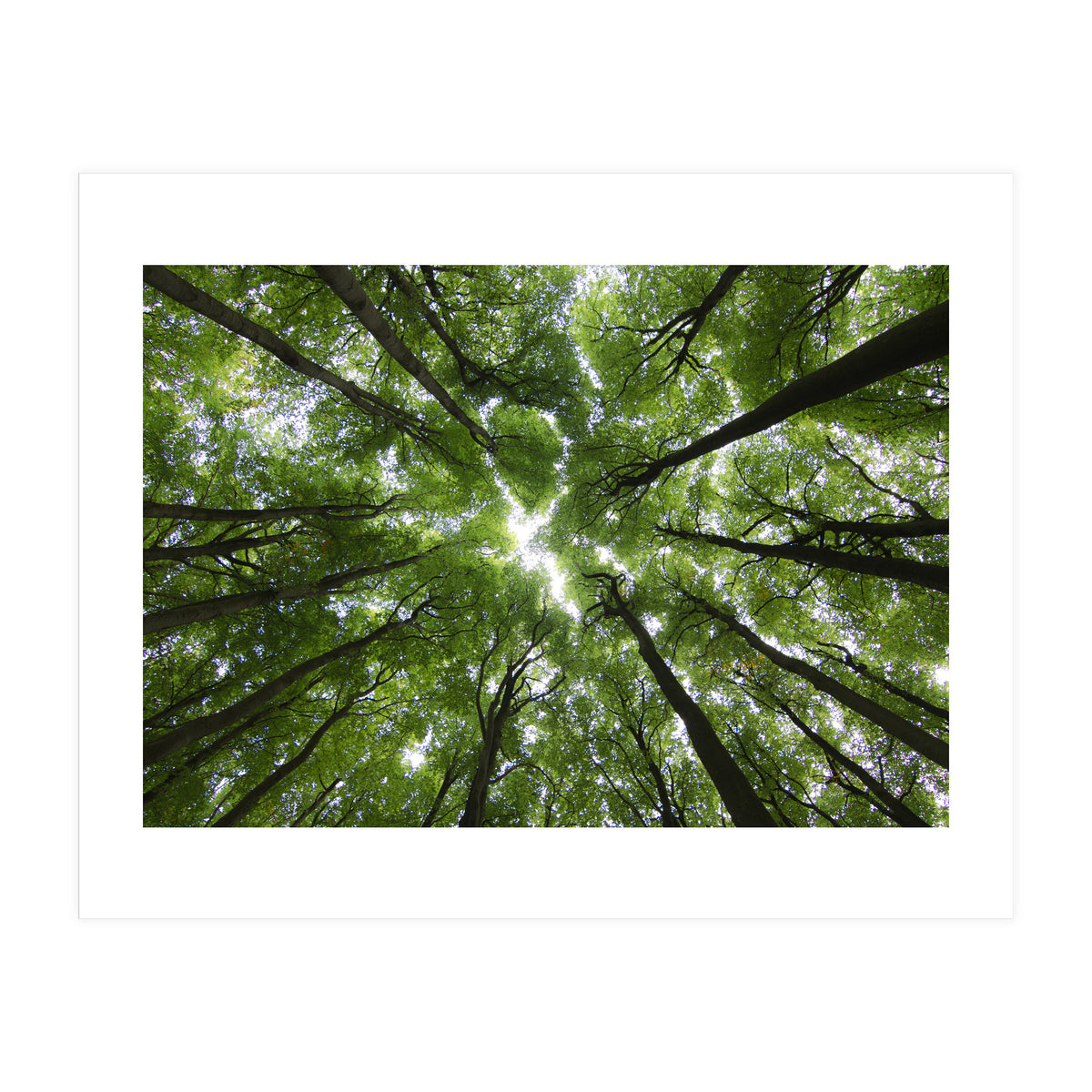 Beechwood (Print Only)