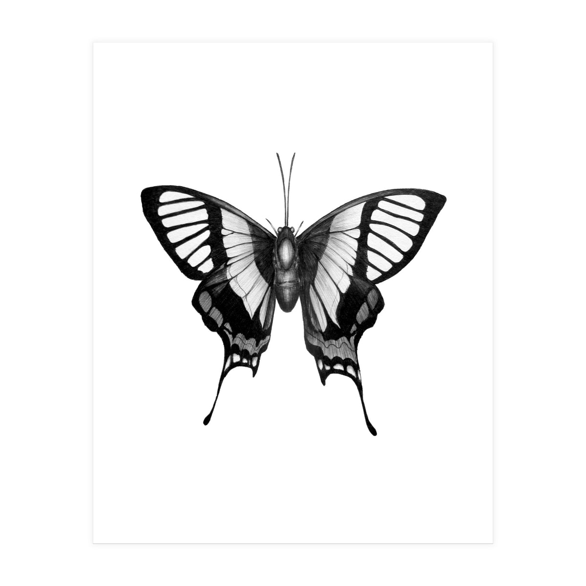 Butterfly Wings (Print Only)