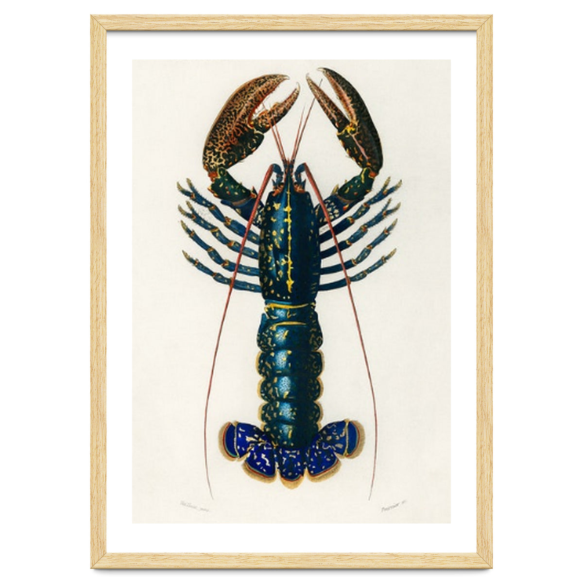 Crimson Crawfish illustrated