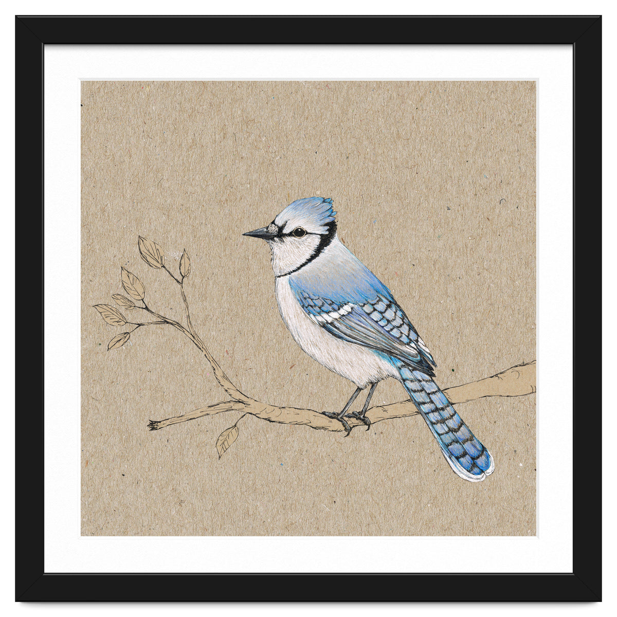 Blue jay