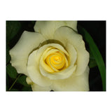 Blooming White Rose (Print Only) thumbnail