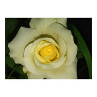 Blooming White Rose (Print Only)