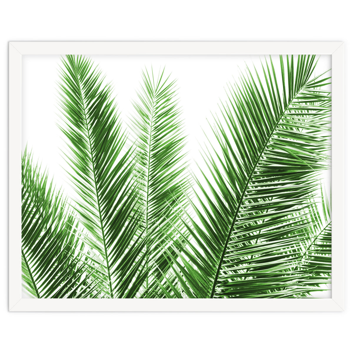 Palm Leaves
