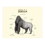 Anatomy of a Gorilla (Print Only) thumbnail