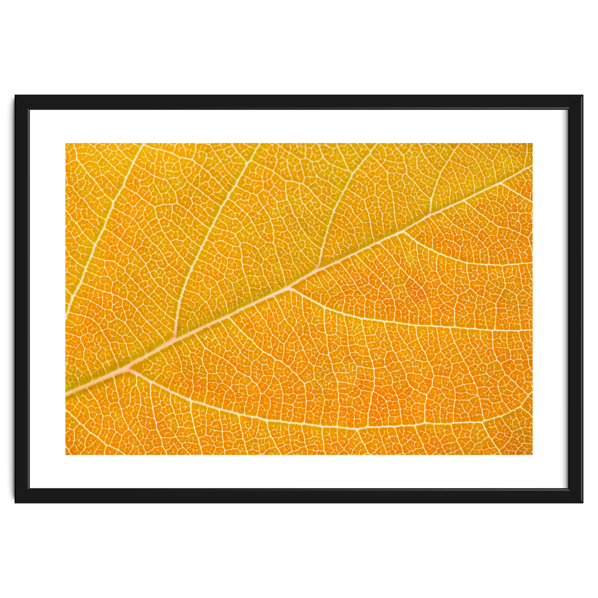 Autumn Leaf