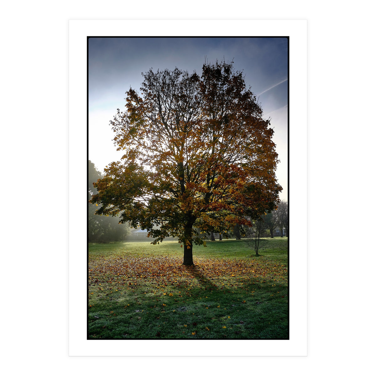 Autumnal Tree (Print Only)