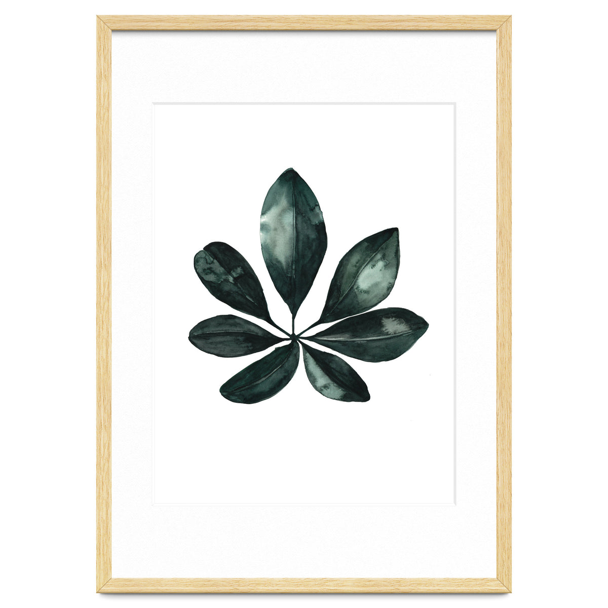 Botanical Illustration Arboricola Schefflera