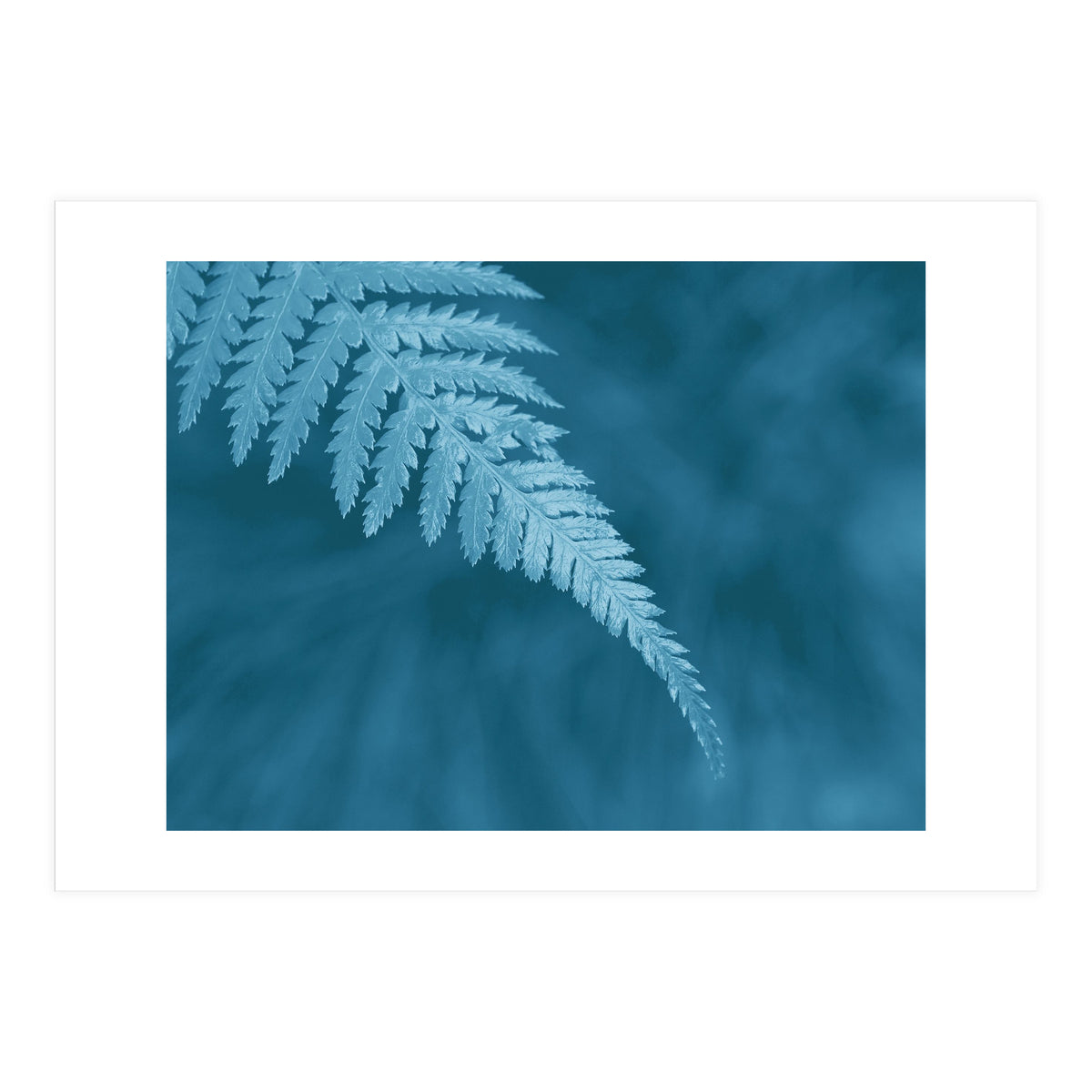 Pteridopsida 1 (Print Only)