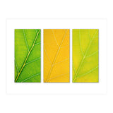 Autumn Leaves (Print Only) thumbnail