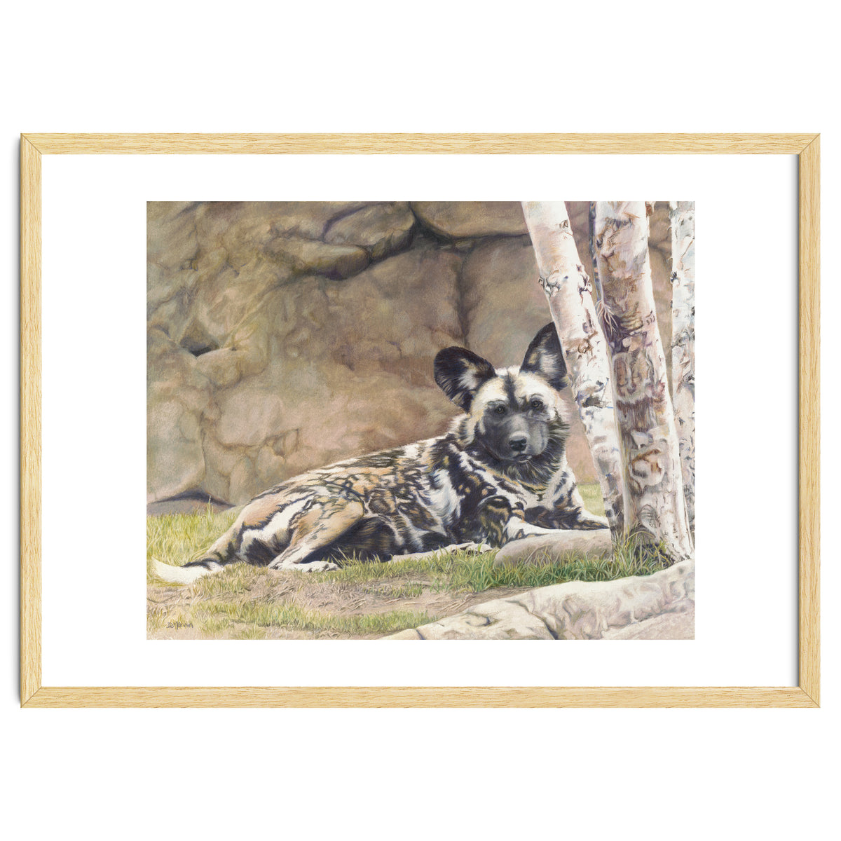 Afican Painted Dog IV - Imara