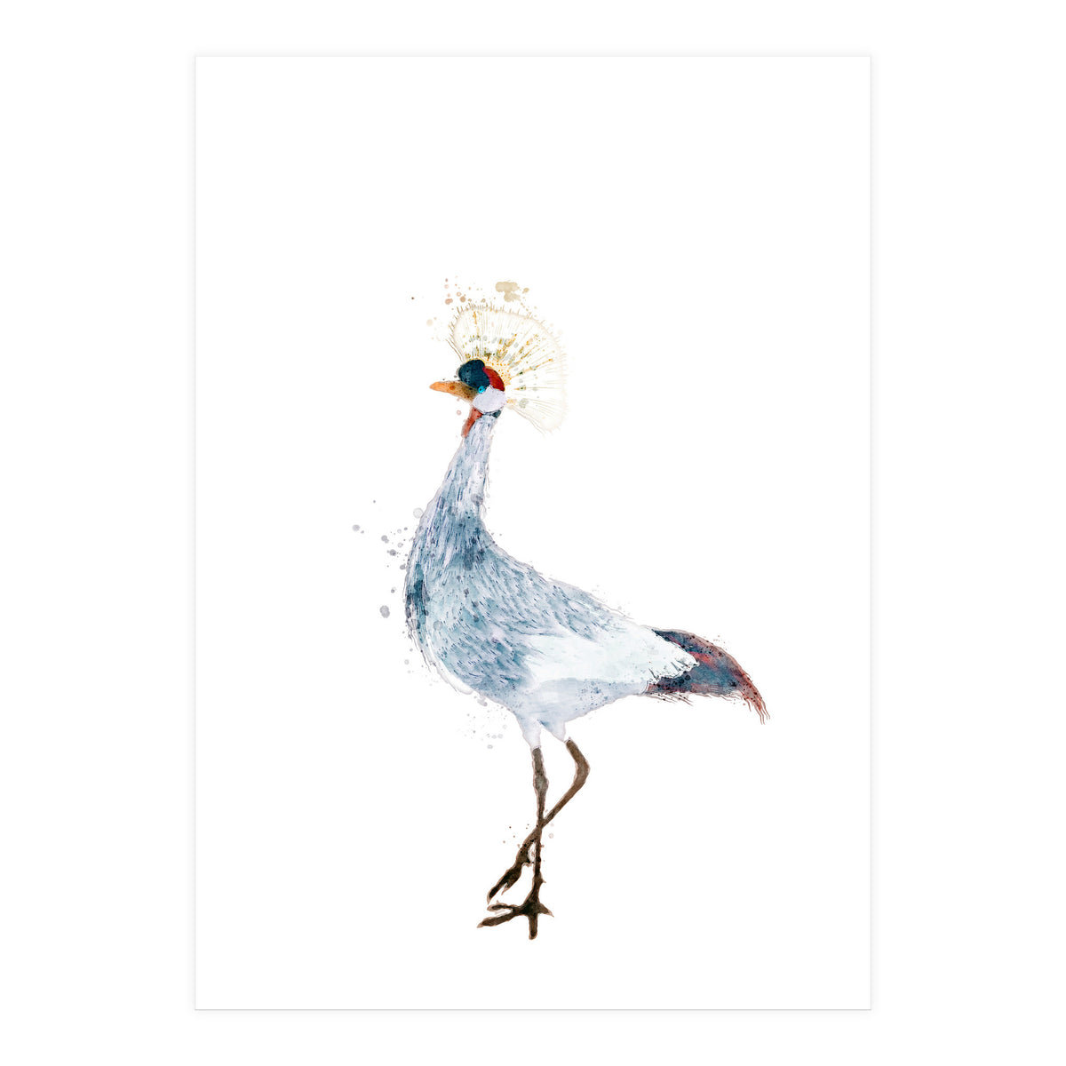 Watercolor Grey Crowned Crane (Print Only)