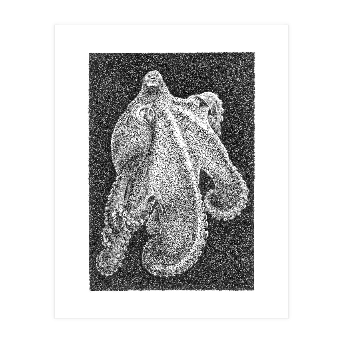 Octopus no. 2 (Print Only)