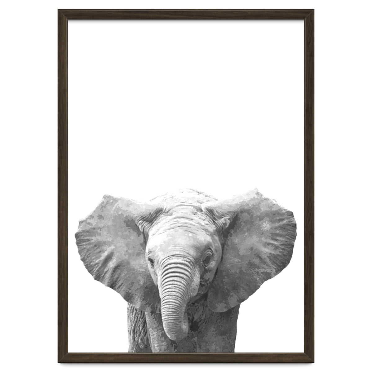 Black and White Baby Elephant