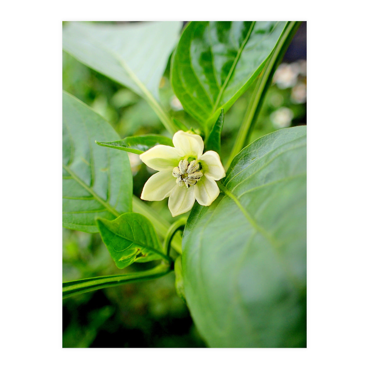 Blossom (Print Only)