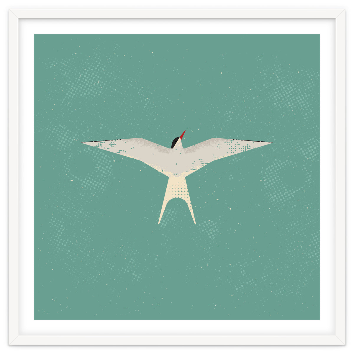 Arctic Tern
