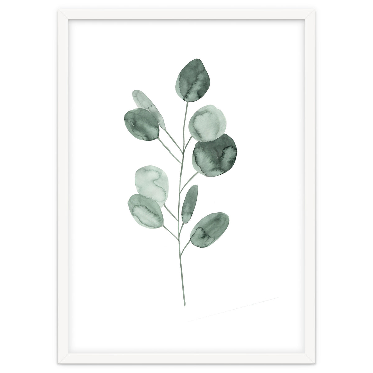 Botanical Illustration Eukalyptus2