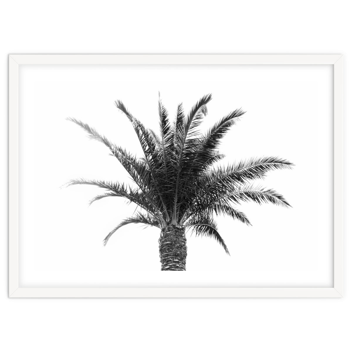 Palm Tree