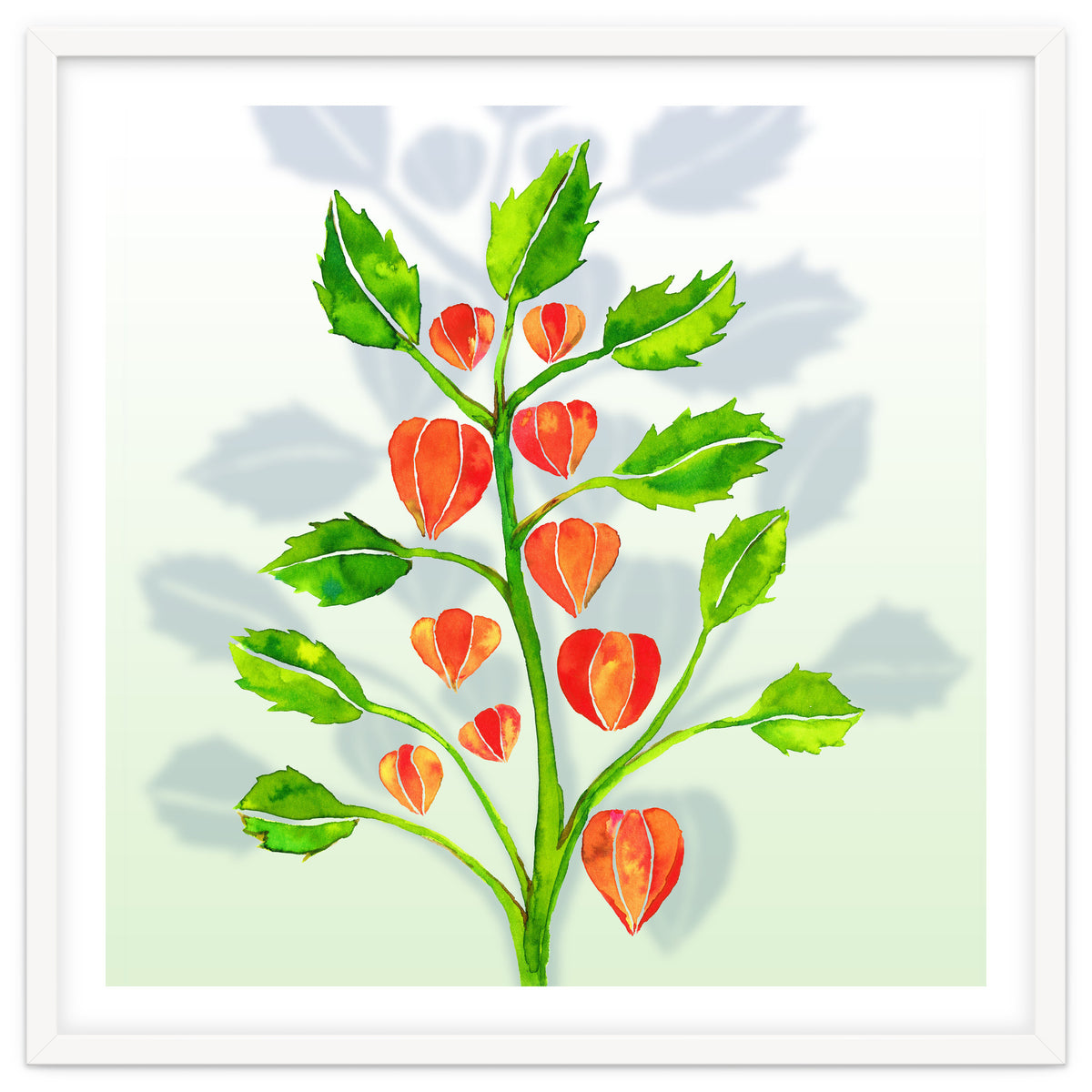 Physalis