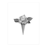 Rosecream (Print Only) thumbnail