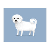 Bichon Frise (Print Only) thumbnail