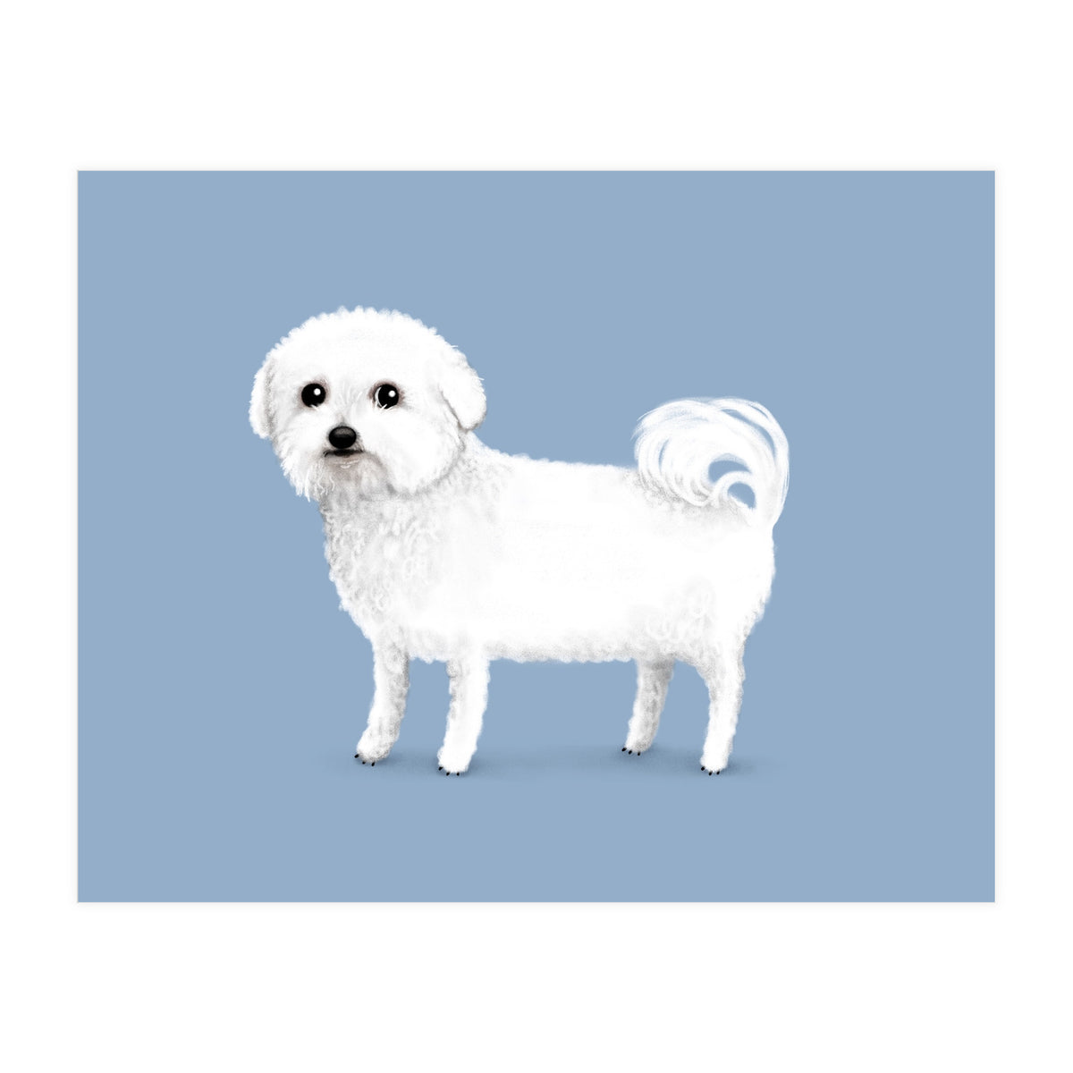 Bichon Frise (Print Only)