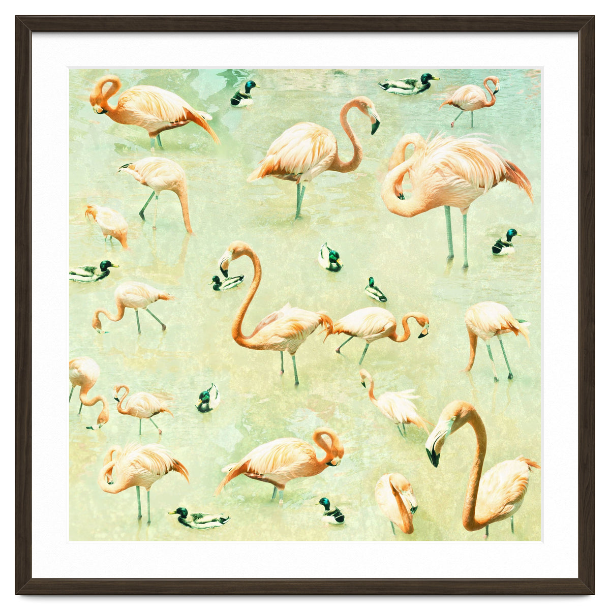 Flamingos