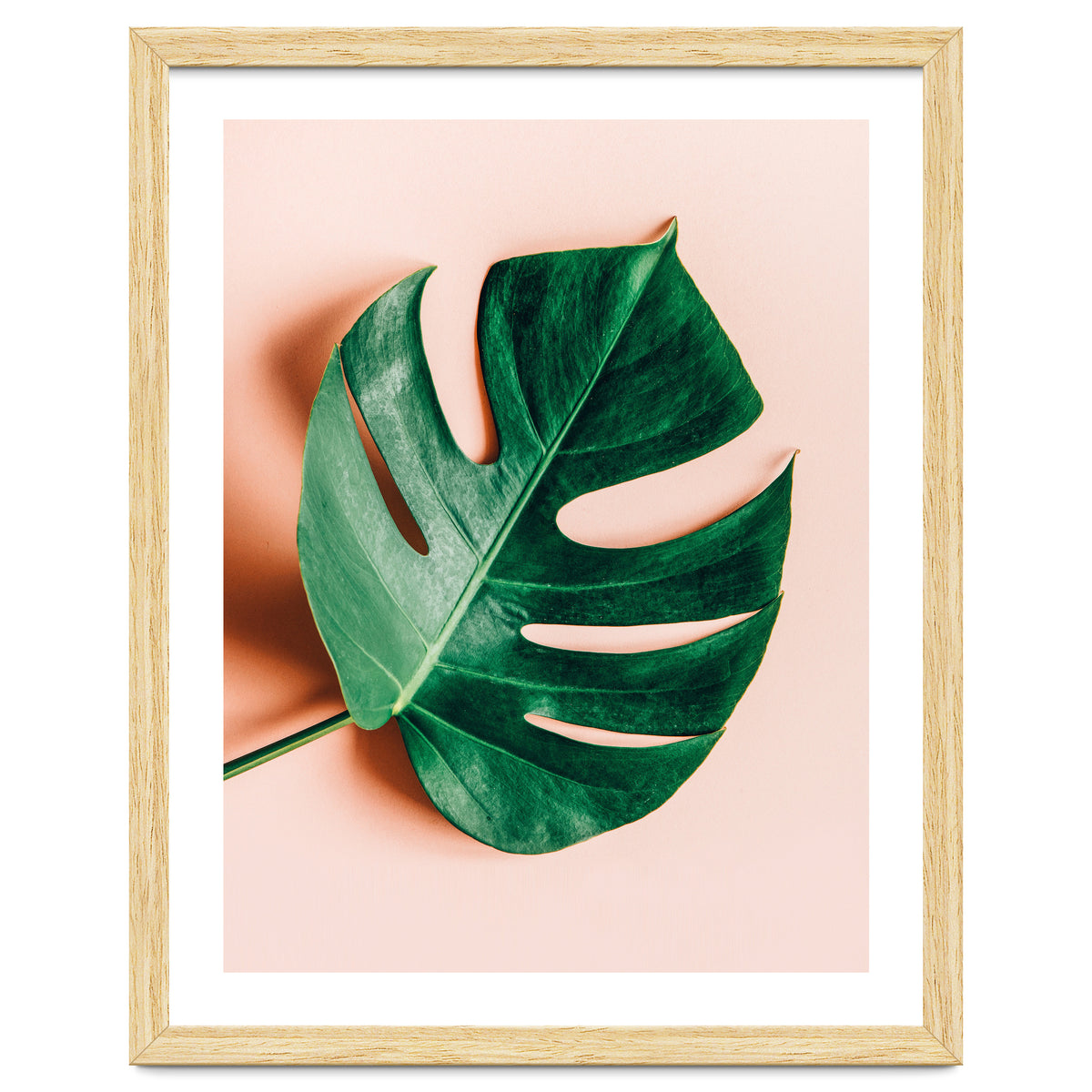 Monstera Shadow