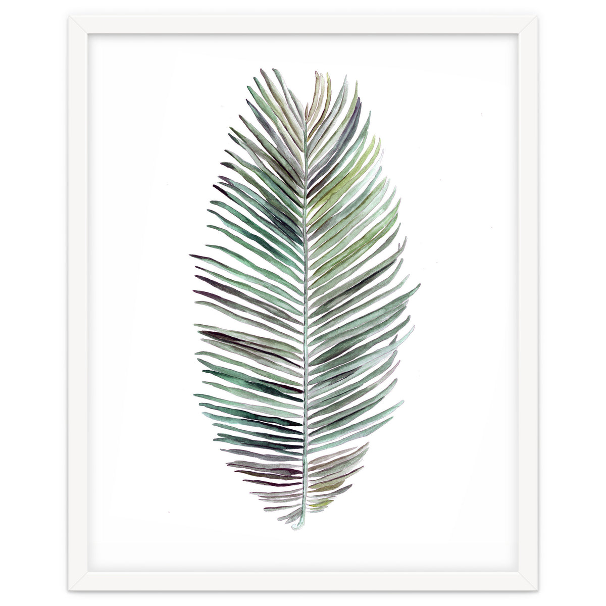 Botanical Illustration Cocos Palm